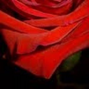 Meet your Posher, Madeline